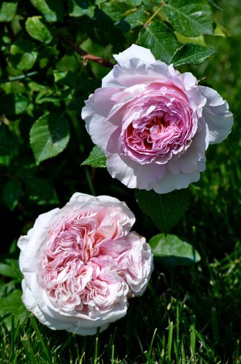 mai 2015 - Abraham Darby