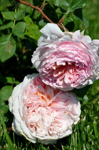 mai 2015 - Abraham Darby