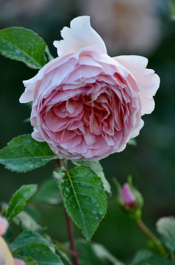 iunie 2015 - Abraham Darby