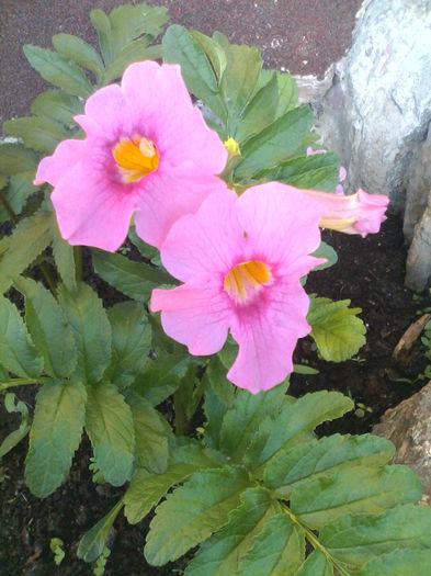 IMG_20150522_194147 - flori de primavara