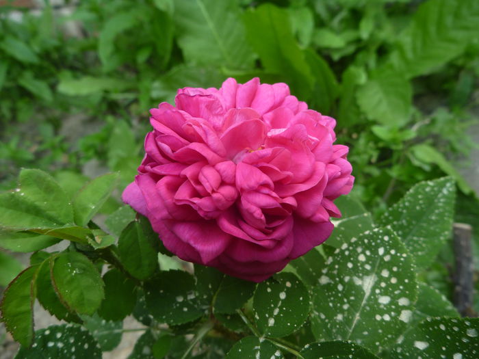 Rose de Rescht