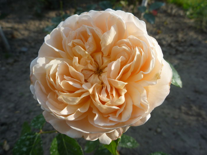 Jayne Austin - Trandafiri englezesti