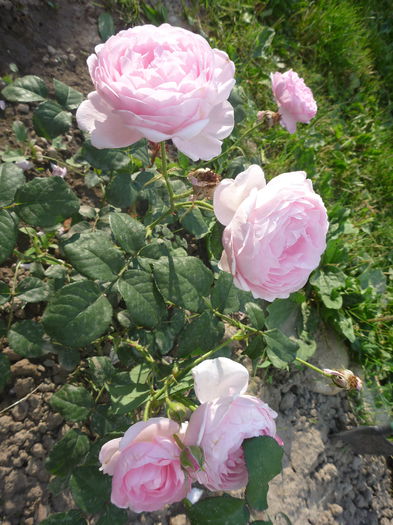 Scepter D Isle - Trandafiri englezesti