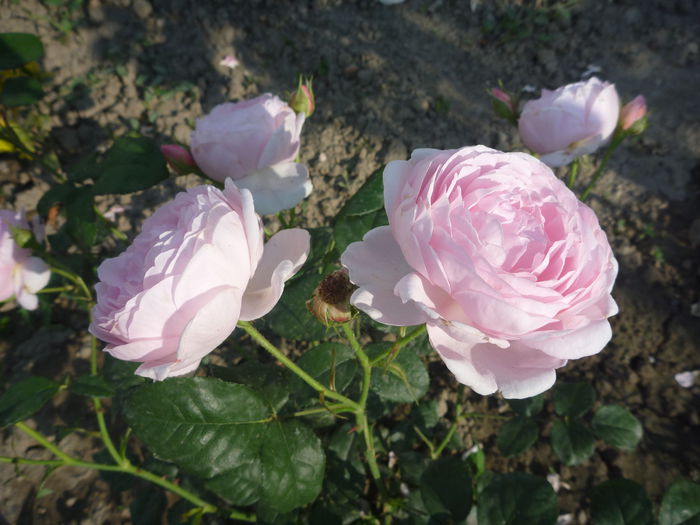  - Trandafiri englezesti