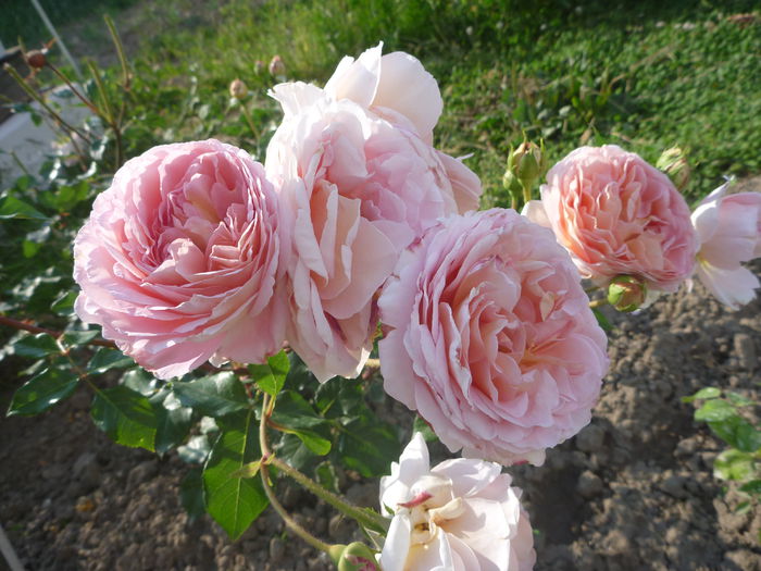 Abraham D - Trandafiri englezesti