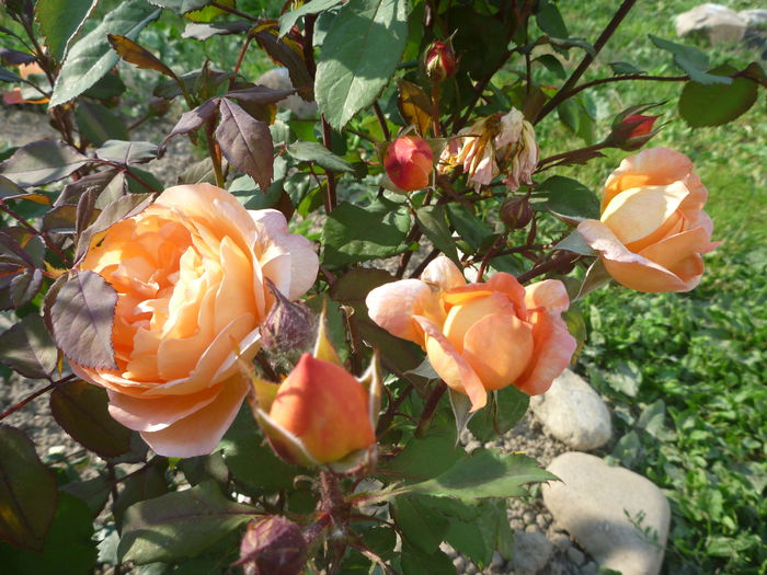 Lady Emma Hamilton - Trandafiri englezesti