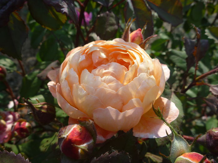  - Trandafiri englezesti