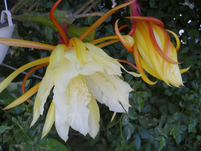 DSCN9727 - Flori apartament