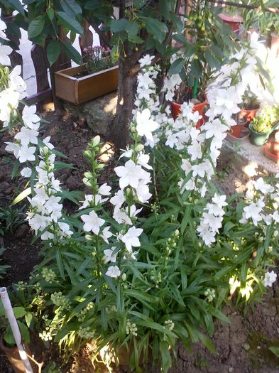 CAM00964 - campanula alba