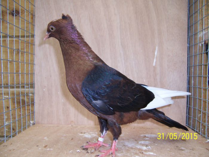 362 - Pt Admiratorii rasei 3