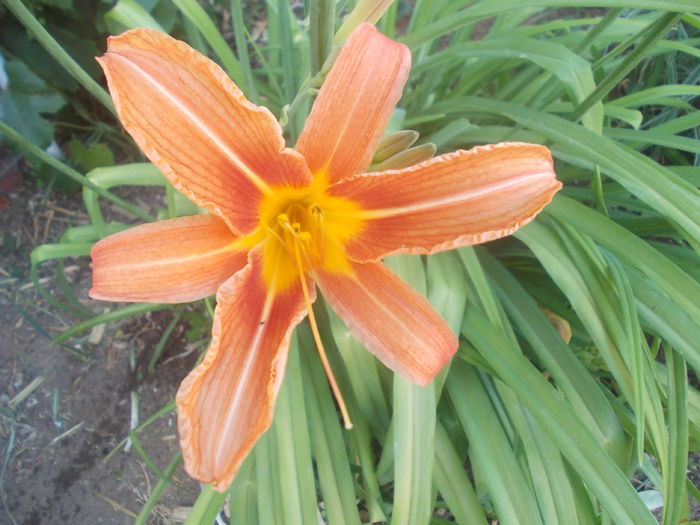 crin? hemerocallis - hemerocallis