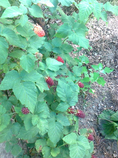 Tayberry " Medana " , 6.06.2015 - Gradina mea