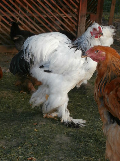 P6050120
