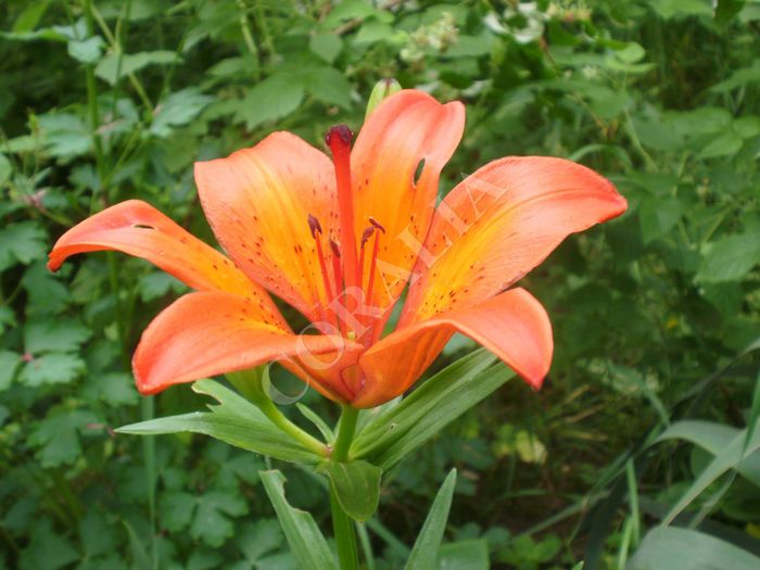 11288477_854188797995112_1126039230_o - Plante II