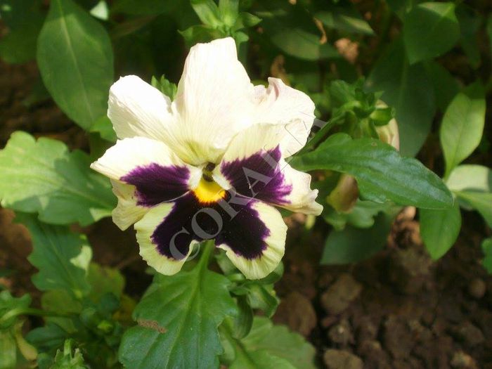  - Plante II