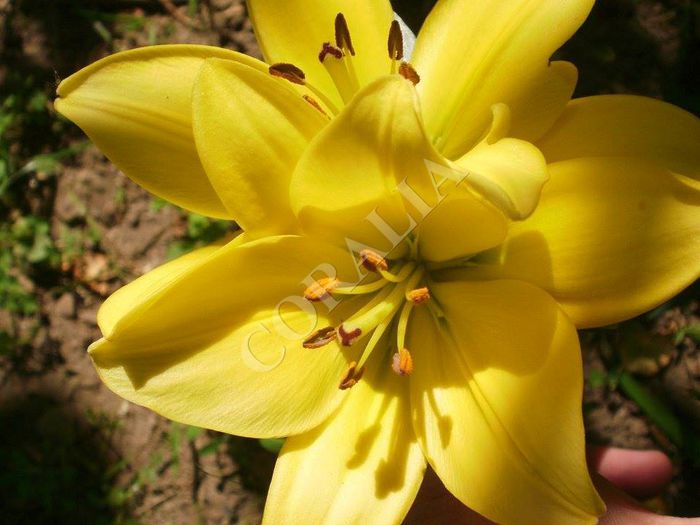 11354896_857816807632311_414582653_n - Plante II