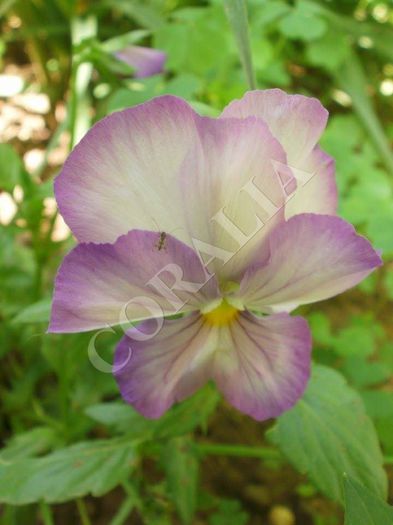  - Plante II