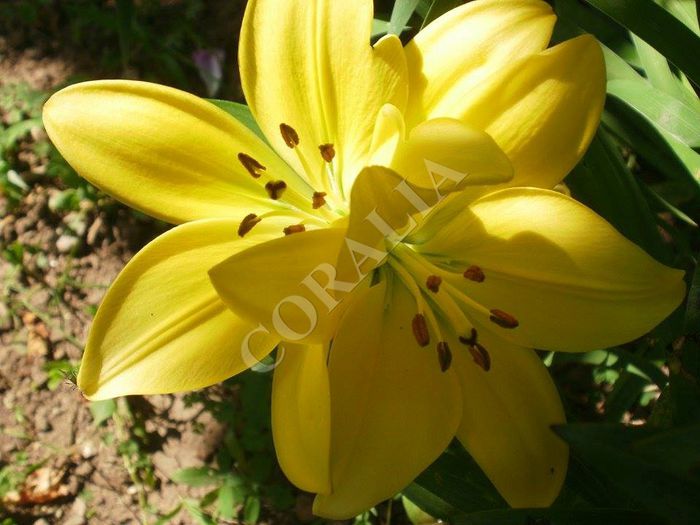 11418229_857816820965643_1164328355_n - Plante II