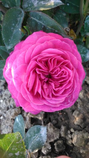 DSC_1156 - TRANDAFIRI 2015 I