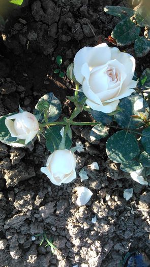 DSC_1167 - TRANDAFIRI 2015 I