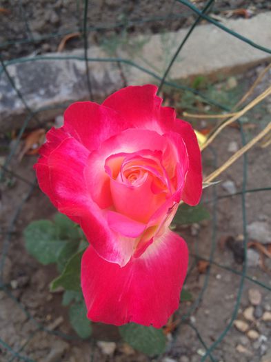 animo de la pep emma ziua - Trandafiri plantati pe 15 01 2015 poze reale nu copiate