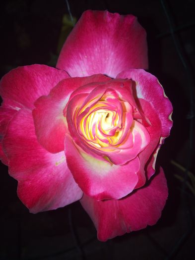 ^animo de la pep emma noaptea - Trandafiri plantati pe 15 01 2015 poze reale nu copiate