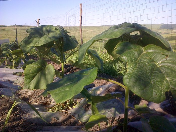 puieti plantati din 2014 - paulownia inceputul 2014