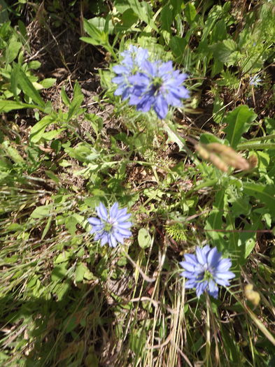 DSCF3907 - Flori amestec