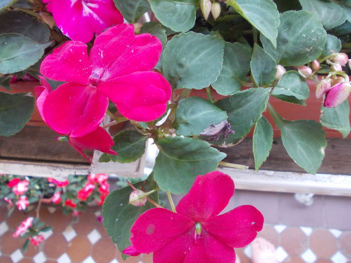 DSCN5759 - Impatiens 2015