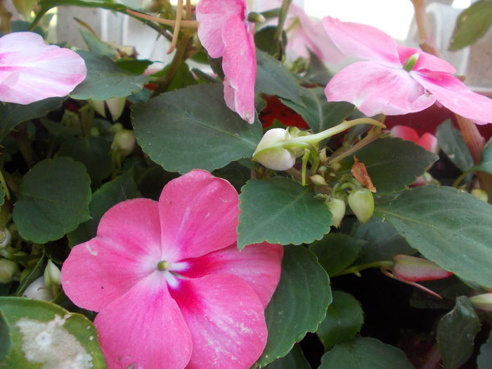 DSCN5764 - Impatiens 2015