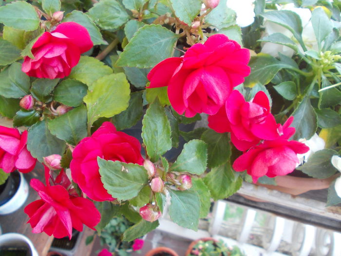DSCN5769 - Impatiens 2015