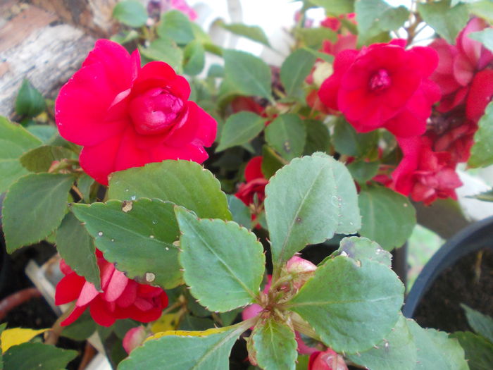 DSCN5770 - Impatiens 2015