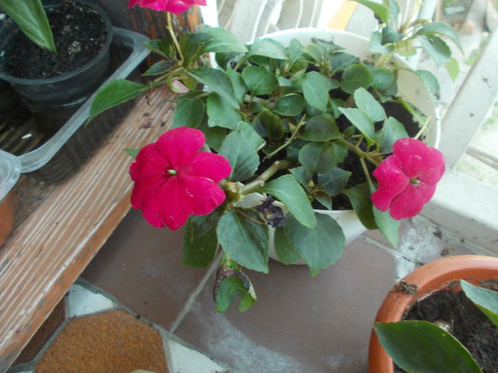 DSCN5771 - Impatiens 2015