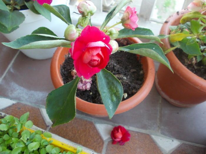 DSCN5772 - Impatiens 2015