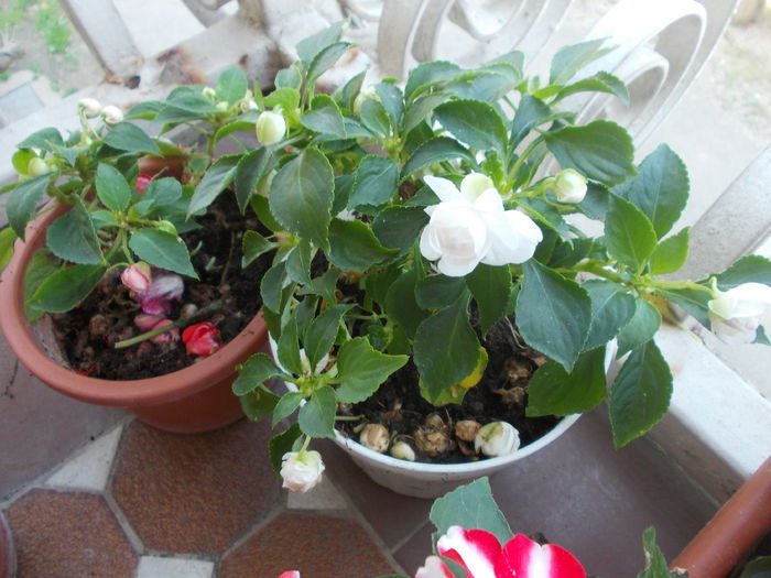 DSCN5775 - Impatiens 2015