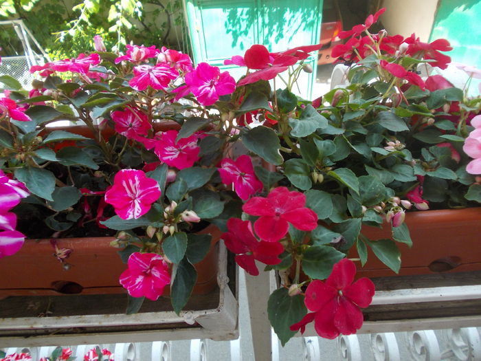 DSCN5785 - Impatiens 2015
