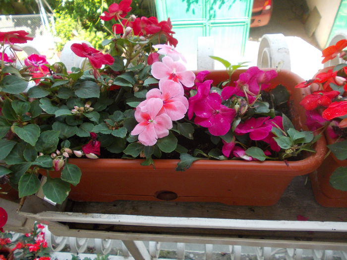 DSCN5786 - Impatiens 2015