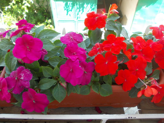 DSCN5792 - Impatiens 2015