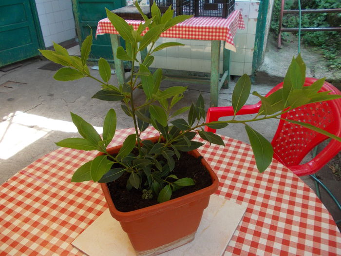DSCN5807 - Flori 2015