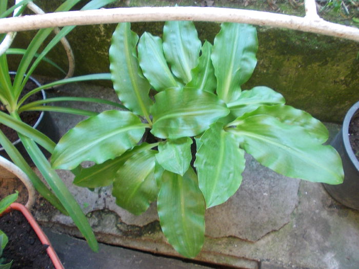 DSCN5809 - Flori 2015
