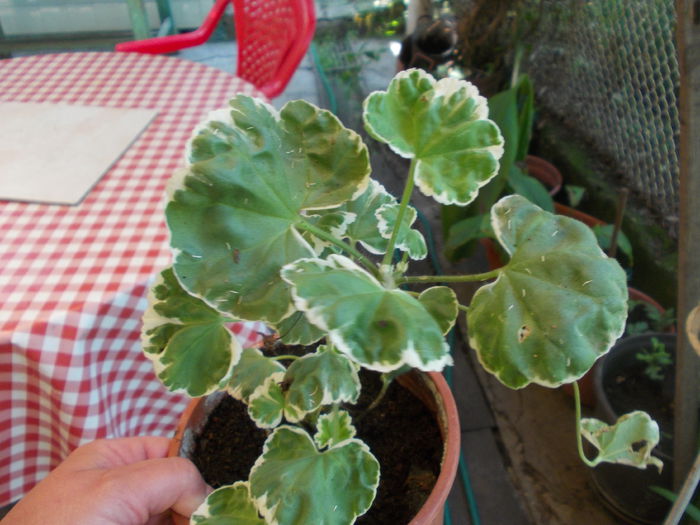 DSCN5810 - Flori 2015