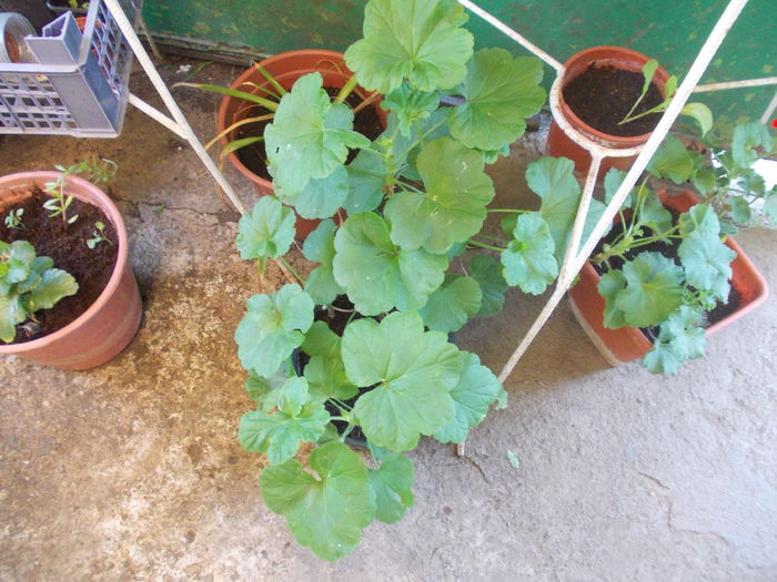 DSCN5816 - Flori 2015