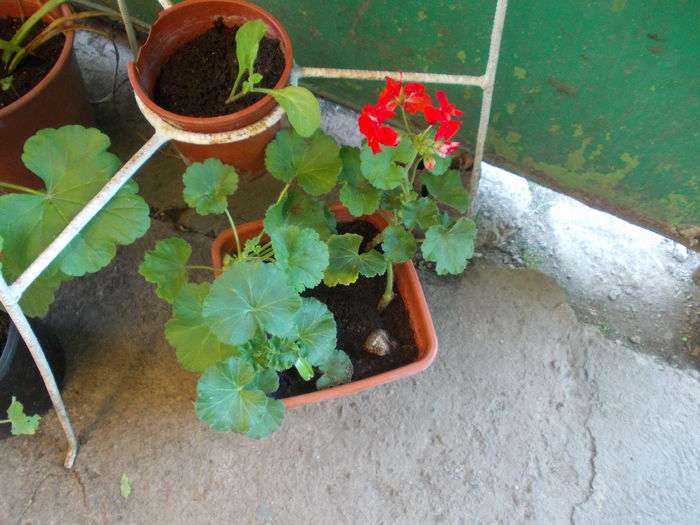 DSCN5817