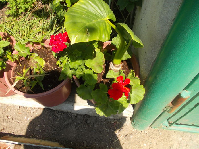 DSCN5818