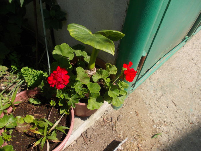 DSCN5819 - Flori 2015