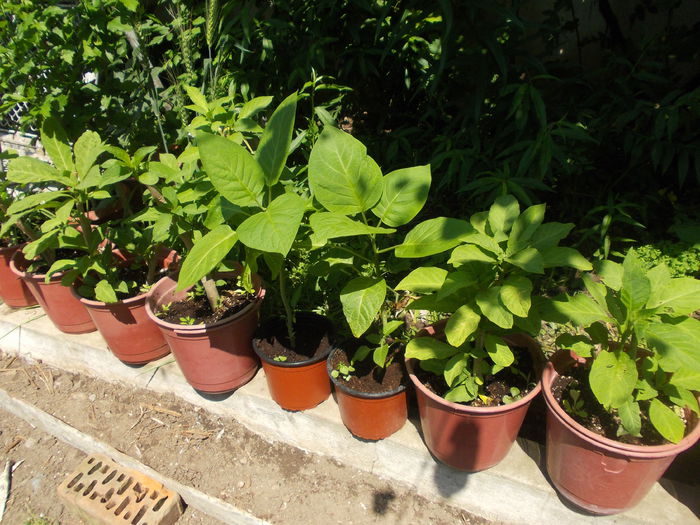 DSCN5822 - brugmansia si datura 2015