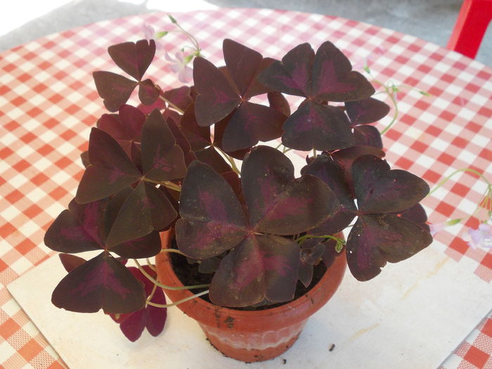 DSCN5828 - Flori 2015