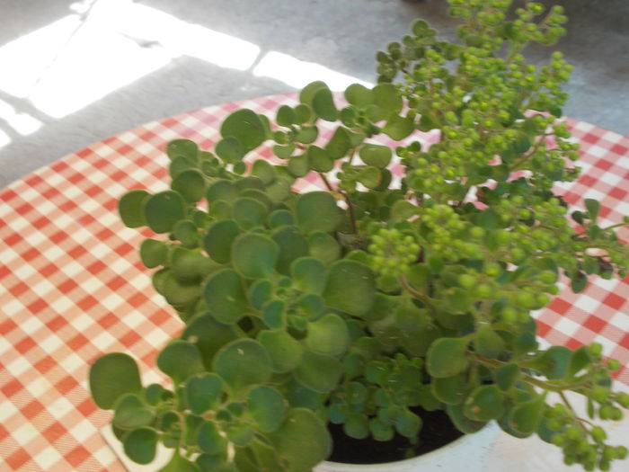 DSCN5829 - Flori 2015