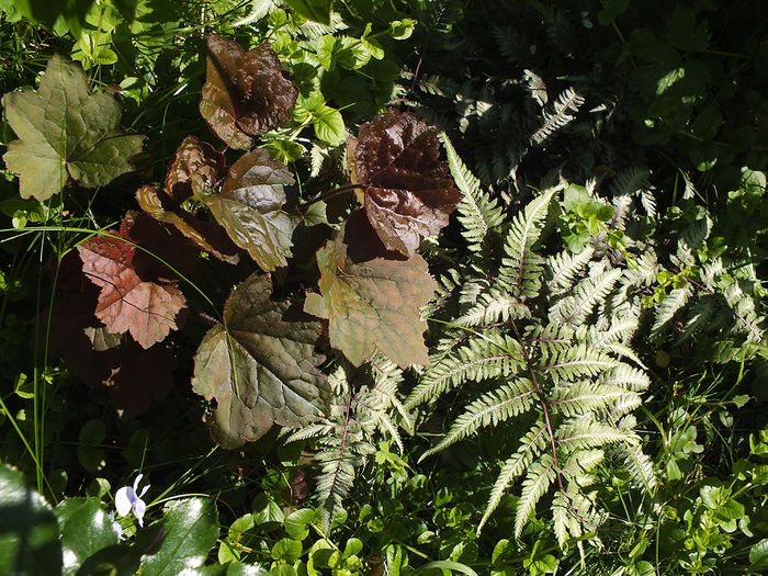 31 mai 2015d; stg - Heuchera Palace Purple (cand am cumparat-o a fost mai visinie); drt - feriga Athyrium niponicum metallicum.
