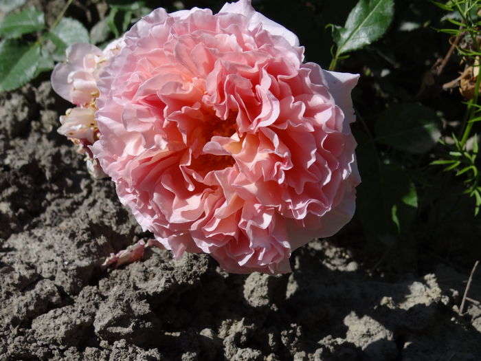 Abraham Darby sau auscot 2015